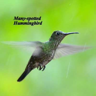 Many-spotted Hummingbird